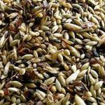 Linaza con alpiste